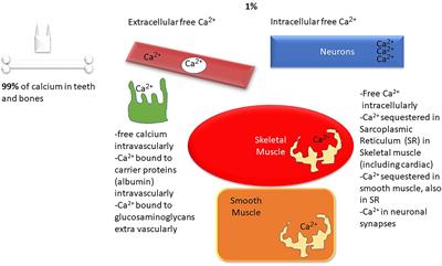Calcium Transport in the Kidney and Disease Processes